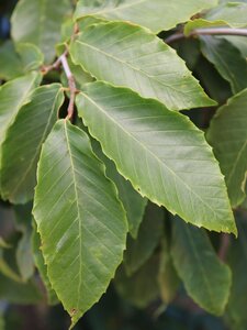 AMERICAN BEECH 100MM