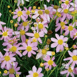 AMERICAN DREAM COREOPSIS 1G