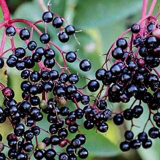 AMERICAN ELDERBERRY BOB GORDON 2 GAL