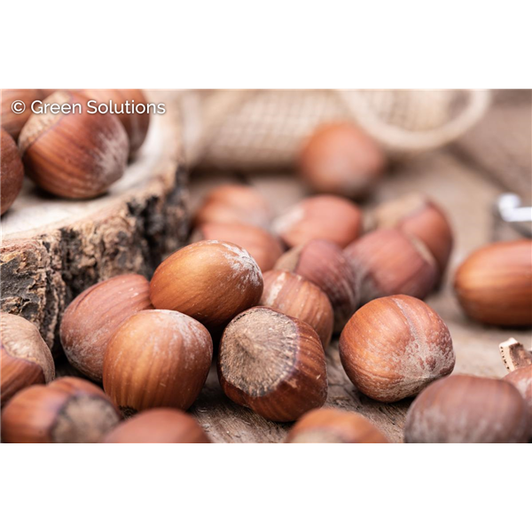 AMERICAN HAZELNUT 90C