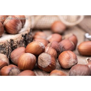 AMERICAN HAZELNUT 90C