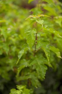 AMUR MAPLE 150CM - image 1