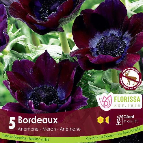 ANEMONE DE CAEN BORDEAUX Pkg 5