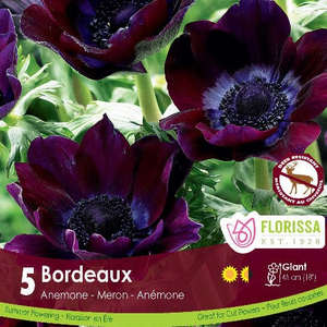ANEMONE DE CAEN BORDEAUX Pkg 5