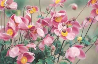 ANEMONE ROBUSTISSIMA 1G