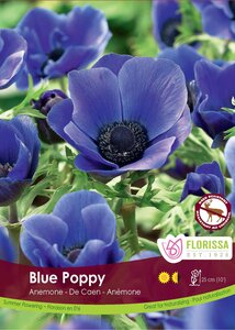 ANENOMIE BLUE POPPY 10pkg