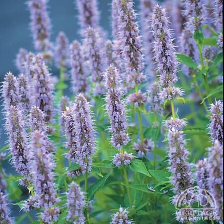 ANISE HYSSOP BLUE FORTUNE 1G