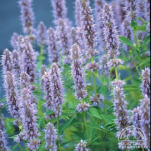 ANISE HYSSOP BLUE FORTUNE 1G