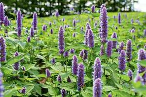 ANISE HYSSOP (NATIVE) 1G