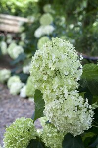 ANNABELLE HYDRANGEA 30CM  - image 1