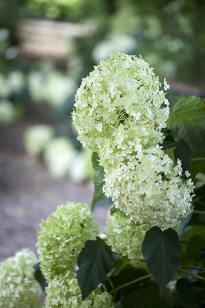 ANNABELLE HYDRANGEA 30CM  - image 3