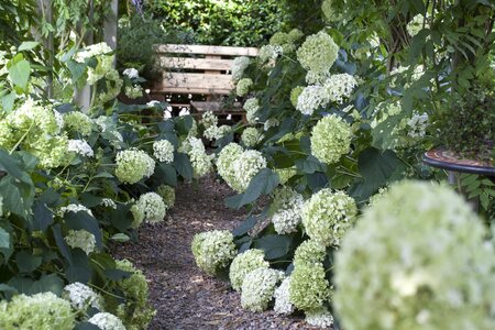 ANNABELLE HYDRANGEA 30CM  - image 2