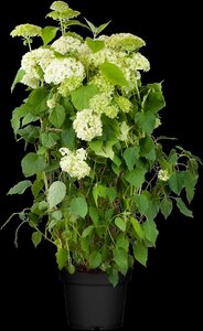 ANNABELLE HYDRANGEA 30CM  - image 4