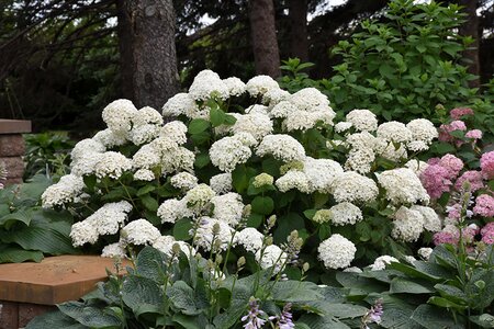 ANNABELLE HYDRANGEA 40 CM