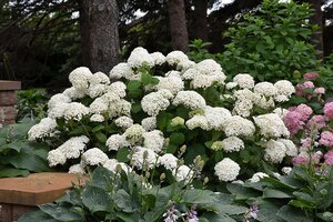 ANNABELLE HYDRANGEA 40 CM