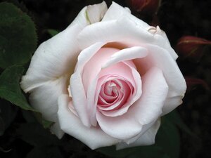 ANNIVERSARY BLUSH ROSE FLORIBUNDA