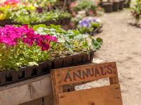 Annuals