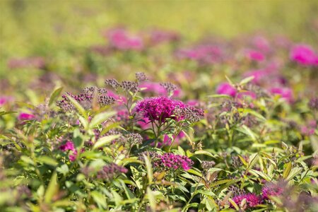 ANTHONY WATERER SPIREA 40 CM - image 2