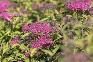 ANTHONY WATERER SPIREA 40 CM - image 3