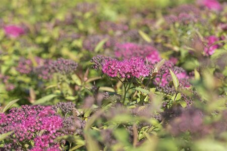 ANTHONY WATERER SPIREA 40 CM - image 4