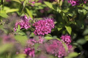 ANTHONY WATERER SPIREA 40 CM - image 5