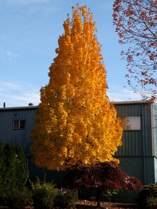 APOLLO SUGAR MAPLE 150CM
