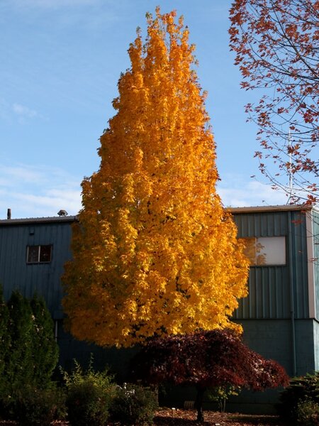 APOLLO SUGAR MAPLE 50MM