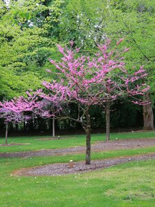 APPALACHIAN RED REDBUD 70MM