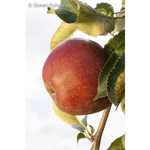 APPLE NORTHERN SPY DWARF