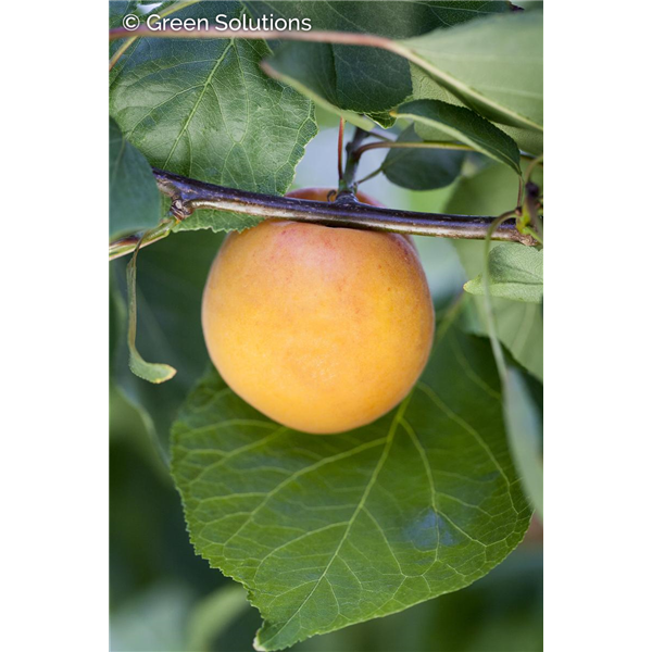 APRICOT HARCOT DWARF 125CM (3 month warranty)