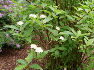 ARCTIC FIRE DOGWOOD 50CM
