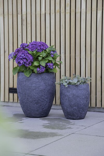 ARIZONA BULLETHIGH GRAPHITE XS (Round Pot)