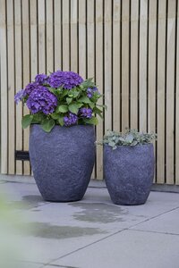 ARIZONA BULLETHIGH GRAPHITE XS (Round Pot)