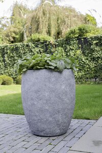 ARIZONA BULLETHIGH WASHED GREY L (Round Pot)