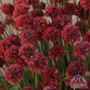 ARMERIA SEA THRIFT BALERINA RED 1G