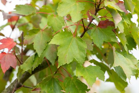 ARMSTRONG MAPLE 250 CM