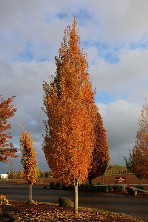 ARMSTRONG MAPLE GOLD 40MM - image 1