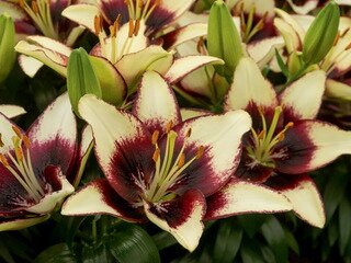 ASIATIC LILY CURITIBA 1G