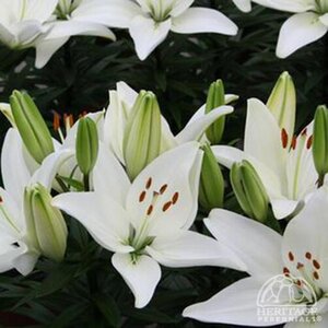 ASIATIC LILY DWARF TINY CRYSTAL 4IN