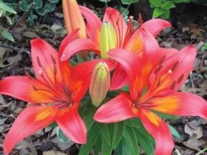 ASIATIC LILY MATRIX 1G