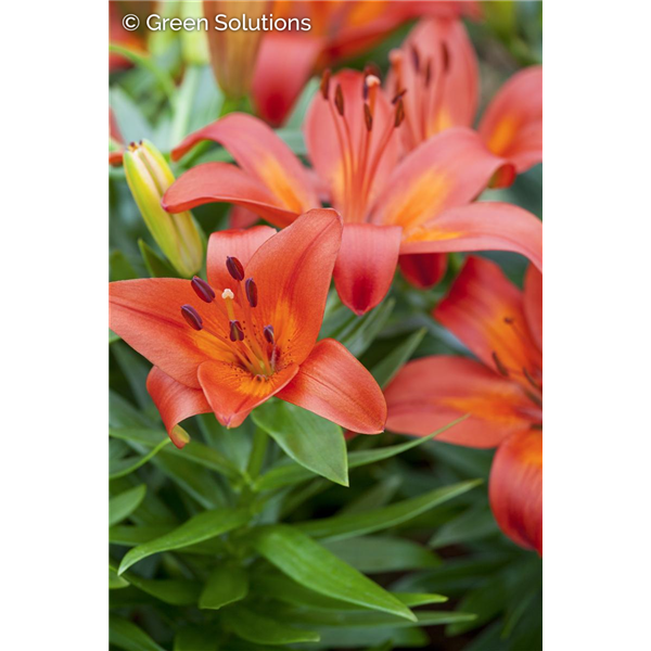 ASIATIC LILY MATRIX 1G
