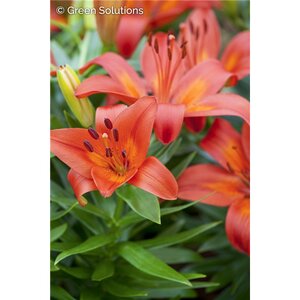ASIATIC LILY MATRIX 1G