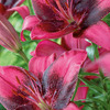 ASIATIC LILY PURPLE DREAM 1G