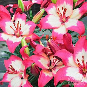 ASIATIC LILY TINY DIAMOND 4IN