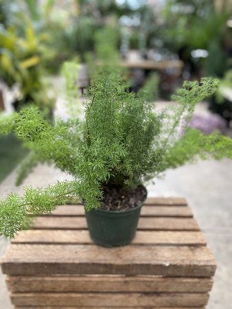 Asparagus Fern 6"