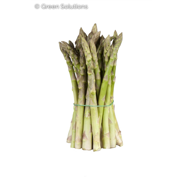 ASPARAGUS MARY WASHINGTON 2G