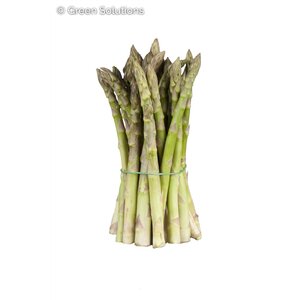 ASPARAGUS MARY WASHINGTON 2G