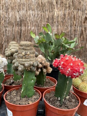 ASST CACTUS 2.5"