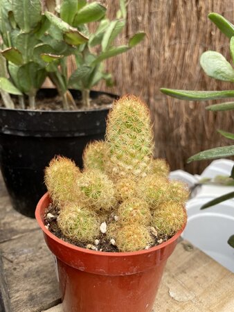 ASST CACTUS 3.25"