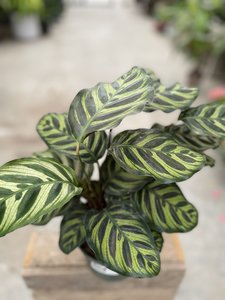 ASST CALATHEA 6" - image 1